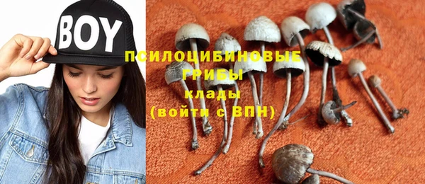 прущие грибы Медвежьегорск
